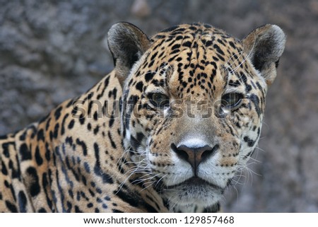 sad eyes of jaguar