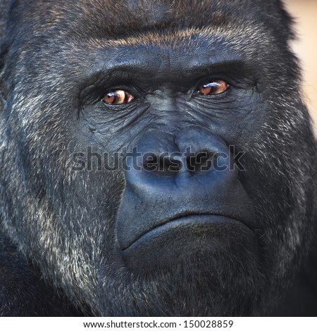 Face portrait of a silverback, gorilla male. Severe chief of the monkey family. Menacing look of a great ape.