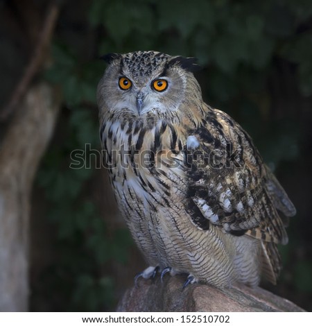 A screech owl, great night hunter. Asio otus, long-eared owl, very dangerous raptor. Wild beauty of the nocturnal bird with feathered camouflage.