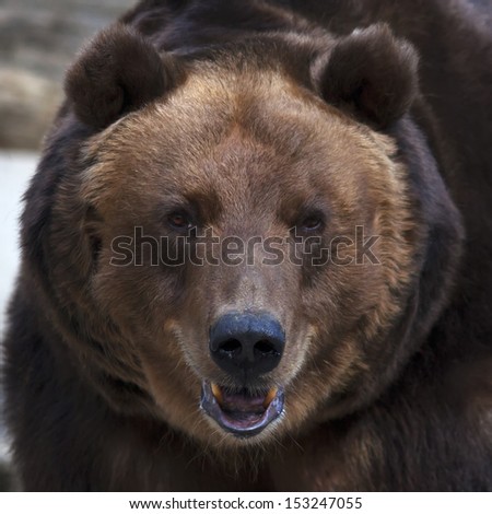 Eye to eye with a brown bear. The head of a grizzly, the most dangerous and biggest beast of the world. Wild beauty of the cute and cuddly animal. Charm of the wildlife.