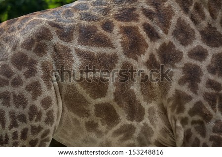 Side view of a giraffe body. Natural pattern of the exotic African animal. Wildlife texture of the beautiful live skin for some background.