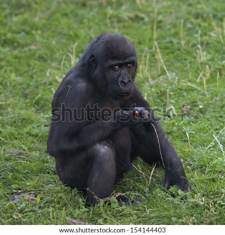 A side portrait of a young gorilla male, sitting on the green grass. The little great ape is going to be the most mighty and biggest monkey of the primate world. Eye to eye portrait.