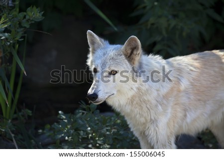 Side portrait of a polar wolf female with yellow eyes on dark background. Cute animal, but dangerous beast of the severe Arctic.