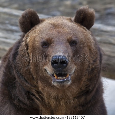 Closeup portrait of a brown bear with open chaps. The head of a grizzly, the most dangerous and biggest beast of the world. Wild beauty of the cute and cuddly animal. Charm of the wildlife.