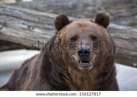 Sneer grimace on the face of a brown bear female. Macro face portrait of the most mighty beast of the world. Eye to eye with severe and very dangerous predator. Beauty of the wildlife.