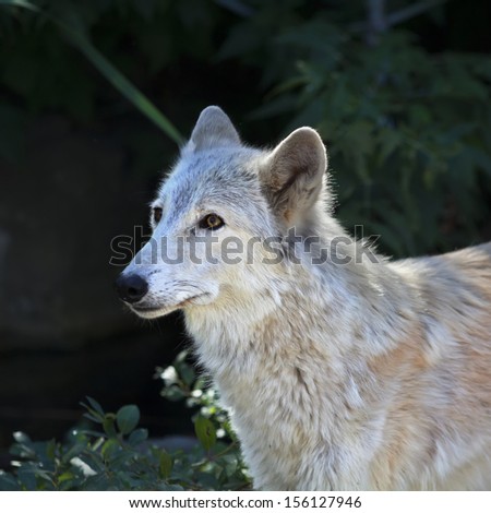 Side portrait of an alert polar wolf female with yellow eyes on shadowy forest background. Cute animal, but dangerous beast of the severe Arctic. Square image.