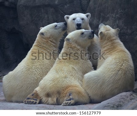 Three huge suckers and their mother. Polar bear family - female and her one and half year old cubs, the same size of their mother. Wild beauty of the nature.