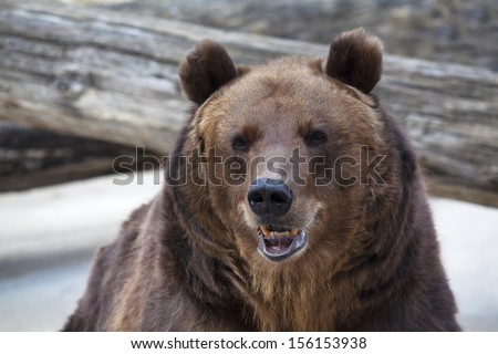 A brown bear female with open chaps. Macro face portrait of the most mighty beast of the world. Eye to eye with severe and very dangerous predator. Wild beauty of the nature.