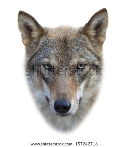 Face of a grey wolf female, isolated on white background. The mask of a beautiful and dangerous beast of the forest with eye to eye contact. Square image.