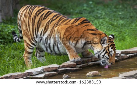 A full length portrait of a beautiful Siberian tigress, drinking water. The biggest cat, standing on green grass. The most dangerous and mighty beast of the world. Very powerful and dodgy raptor.