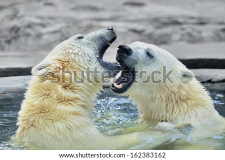Sibling fighting in baby games. Two polar bear cubs are playing about in pool. Cute and cuddly young animals, which are going to be the most dangerous and biggest beasts of the world.