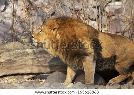Bright sunny portrait of a young Asian lion. The King of beasts with splendid mane. Wild beauty of the biggest cat. The most dangerous and mighty predator of the world.