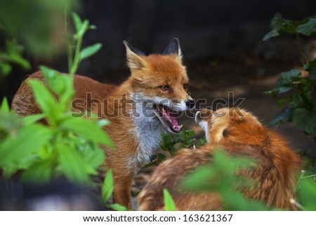 Face portrait of two red foxes with open chaps. The beautiful forest wild beast on green background. Smart look of a dodgy vulpine. One of the most grace wood inhabitant.