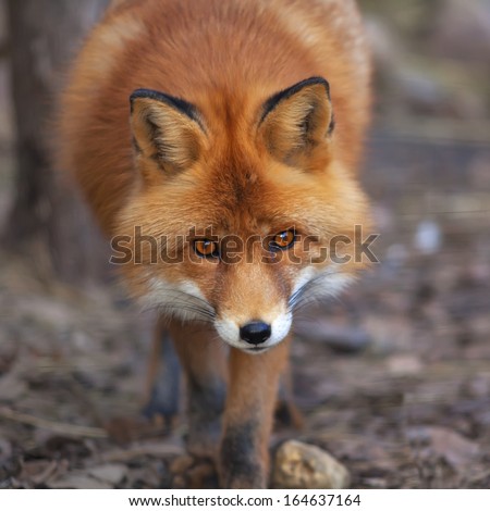 Face portrait of a red fox male in natural environment. The beautiful forest wild beast on blur background. Smart look of a dodgy vulpine. Eye to eye with one of the most grace wood inhabitant.