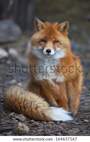 A full length portrait of a posing red fox male in natural environment. The beautiful forest wild beast. Smart look of a dodgy vulpine. Eye to eye with one of the most grace wood inhabitant.