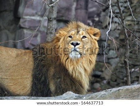 Closeup portrait of a young Asian lion. The King of beasts with splendid mane. Wild beauty of the biggest cat. The most dangerous and mighty predator of the world.