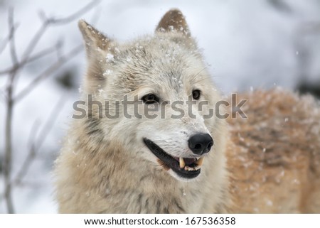 Closeup portrait of a polar wolf female with open chaps and with snowflakes on her forehead. Cute animal, but dangerous beast of the severe Arctic.