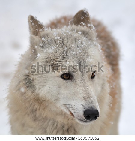 Closeup portrait of a polar wolf female with snowflakes on her forehead. Cute animal, but dangerous beast of the severe Arctic.
