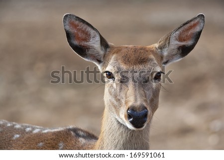 Closeup portrait of an axis deer female on blur background. Wild beauty of a dappled beer.