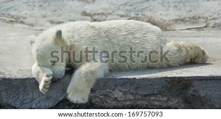 Sweet dreams of a polar bear cub. The cute and cuddly animal baby, which is going to be the most dangerous and biggest beast of the world. Careless childhood of a live plush teddy.