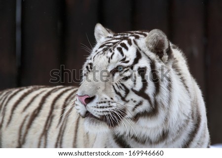 White bengal tiger on dark background. The most dangerous beast shows his calm greatness. Wild beauty of a severe big cat.