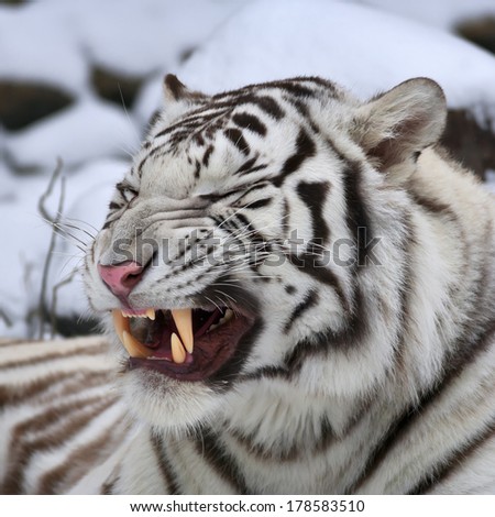 A white bengal tiger shows his huge fangs, lying on fresh snow. The most beautiful animal and very dangerous beast of the world. This severe raptor is a pearl of the wildlife. Animal face portrait.