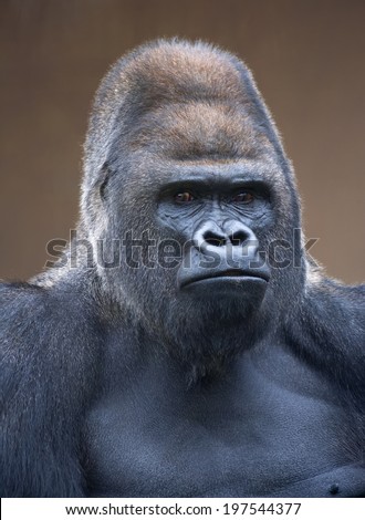 Portrait of a gorilla male, severe silverback, on light brown blur background. Stony stare of the great ape, the most dangerous and biggest monkey of the world. The chief of a gorilla family.