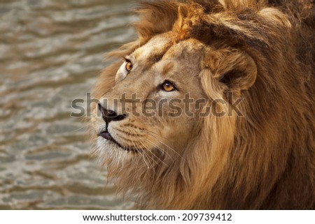 Face portrait of a beautiful young Asian lion on natural water background. King of beasts. Wild beauty of the biggest cat. The most dangerous and mighty predator of the world. Bright sunny portrait.