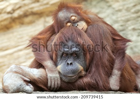 Young Orangutan