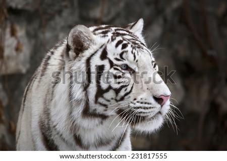 Closeup portrait of white bengal tiger on dark background. The most dangerous beast shows his calm greatness. Wild beauty of a severe big cat.