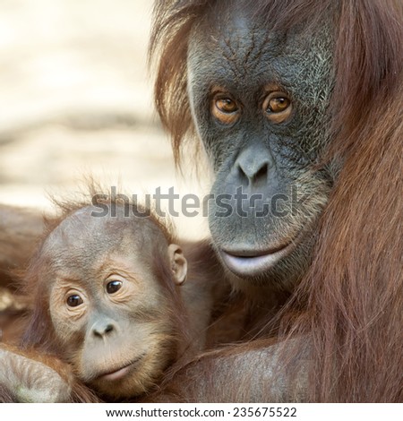Orangutan mother with her child. Sweet orangutan family portrait. Wild beauty of a human-like monkey.