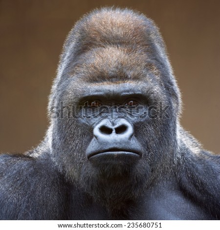 Portrait of a gorilla male, severe silverback, on light brown blur background. Grave look of the great ape, the most dangerous and biggest monkey of the world. The chief of a gorilla family.