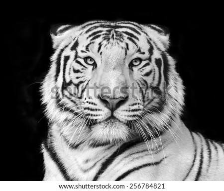 Black and white macro face portrait of white bengal tiger. The most dangerous beast shows his calm greatness. Wild beauty of a severe big cat.