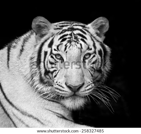 Menacing stare of a white bengal tiger. Black and white closeup portrait. The most dangerous beast shows his calm greatness. Wild beauty of a severe big cat.