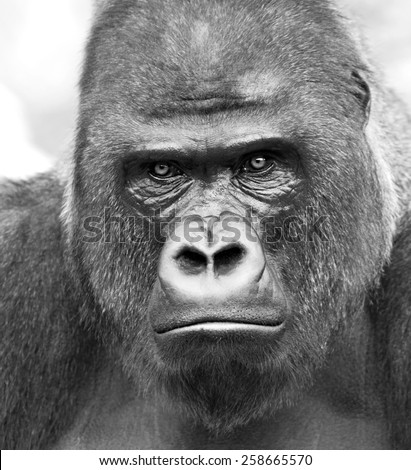 Black and white closeup portrait of a gorilla male, severe silverback on gray background. Stony stare of the great ape, the most dangerous and biggest monkey of the world. Chief of a gorilla family.