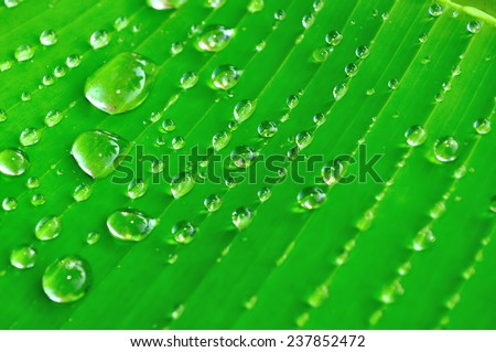 Close up of a banana tree leaf with raindrops