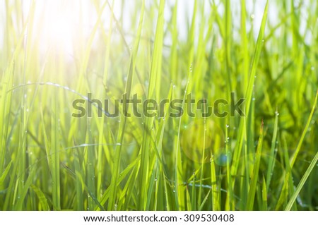 Background of dew drops on bright green grass with lens flare (Swallow DOF)