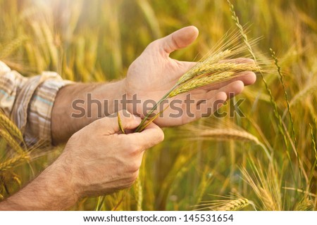 Wheat ears in farmer hands close up on field background