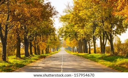Autumn rural landscape with country road and gold trees along - sunny beautiful day