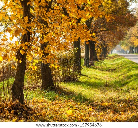 Autumn rural landscape with gold trees in a row - sunny beautiful day