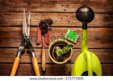 Gardening tools, watering can, seeds, plants and soil on vintage wooden table. Spring in the garden concept.
