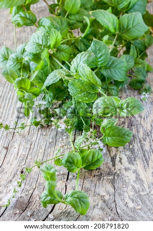 Fresh wet mint leaves on vintage rustic wood - fresh harvest from herb garden close up.