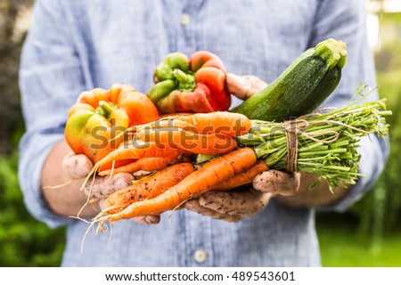 Image, Stock Photo Hand picking young zucchini fruit with blossom