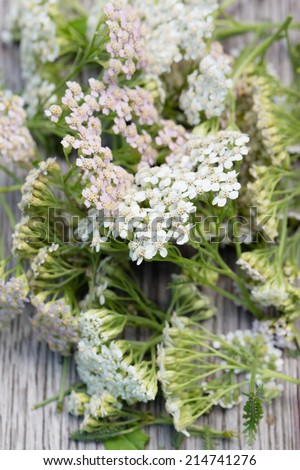 A detail of yarrow herb on a vintage wooden table