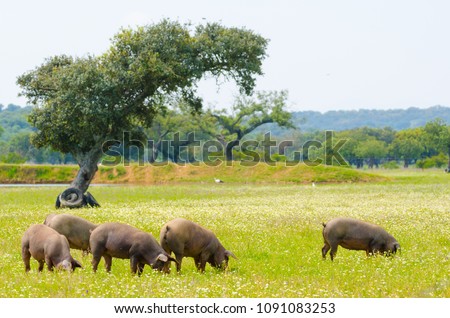 Image, Stock Photo Iberian pigs grazing Meat