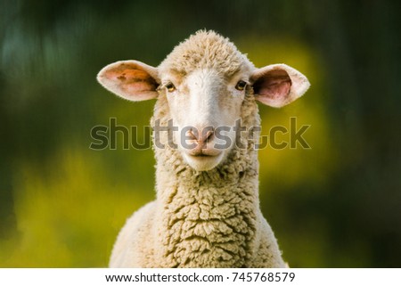 Similar – Image, Stock Photo Flock of sheep, closely packed together