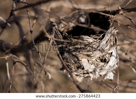 Empty Hummingbird Nest