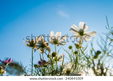 Cosmos flower with  sun light in the morning