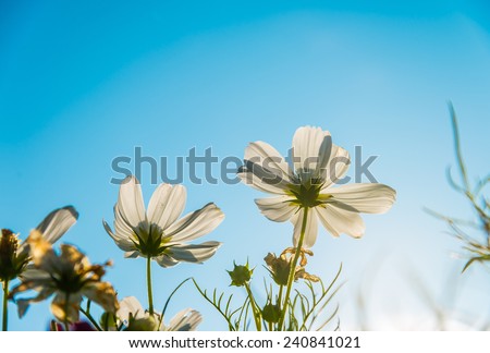 Cosmos flower with  sun light in the morning