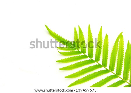 Young Green Fern Leave isolate on white background